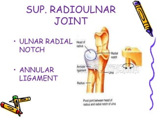 SUP. RADIOULNAR
JOINT
• ULNAR RADIAL
NOTCH
• ANNULAR
LIGAMENT
 