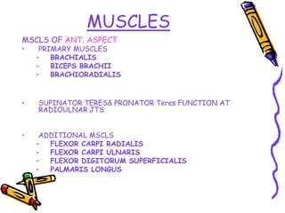 MUSCLES
MSCLS OF ANT. ASPECT
• PRIMARY MUSCLES
– BRACHIALIS
– BICEPS BRACHII
– BRACHIORADIALIS
• SUPINATOR TERES& PRONATOR Teres FUNCTION AT
RADIOULNAR JTS
• ADDITIONAL MSCLS
– FLEXOR CARPI RADIALIS
– FLEXOR CARPI ULNARIS
– FLEXOR DIGITORUM SUPERFICIALIS
– PALMARIS LONGUS
 