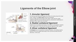 Elbow Complex.pptx