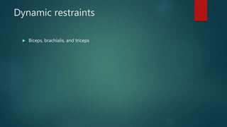 Dynamic restraints
 Biceps, brachialis, and triceps
 