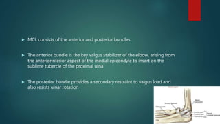  MCL consists of the anterior and posterior bundles
 The anterior bundle is the key valgus stabilizer of the elbow, arising from
the anteriorinferior aspect of the medial epicondyle to insert on the
sublime tubercle of the proximal ulna
 The posterior bundle provides a secondary restraint to valgus load and
also resists ulnar rotation
 