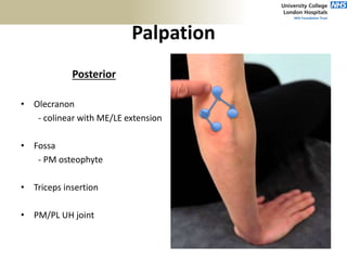 Palpation
Posterior
• Olecranon
- colinear with ME/LE extension
• Fossa
- PM osteophyte
• Triceps insertion
• PM/PL UH joint
 