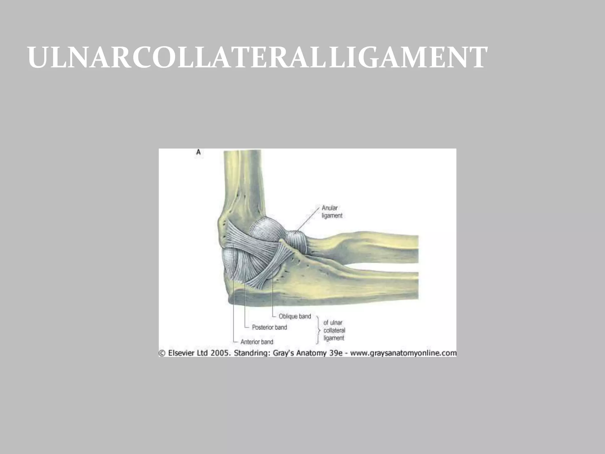 ULNARCOLLATERALLIGAMENT
 