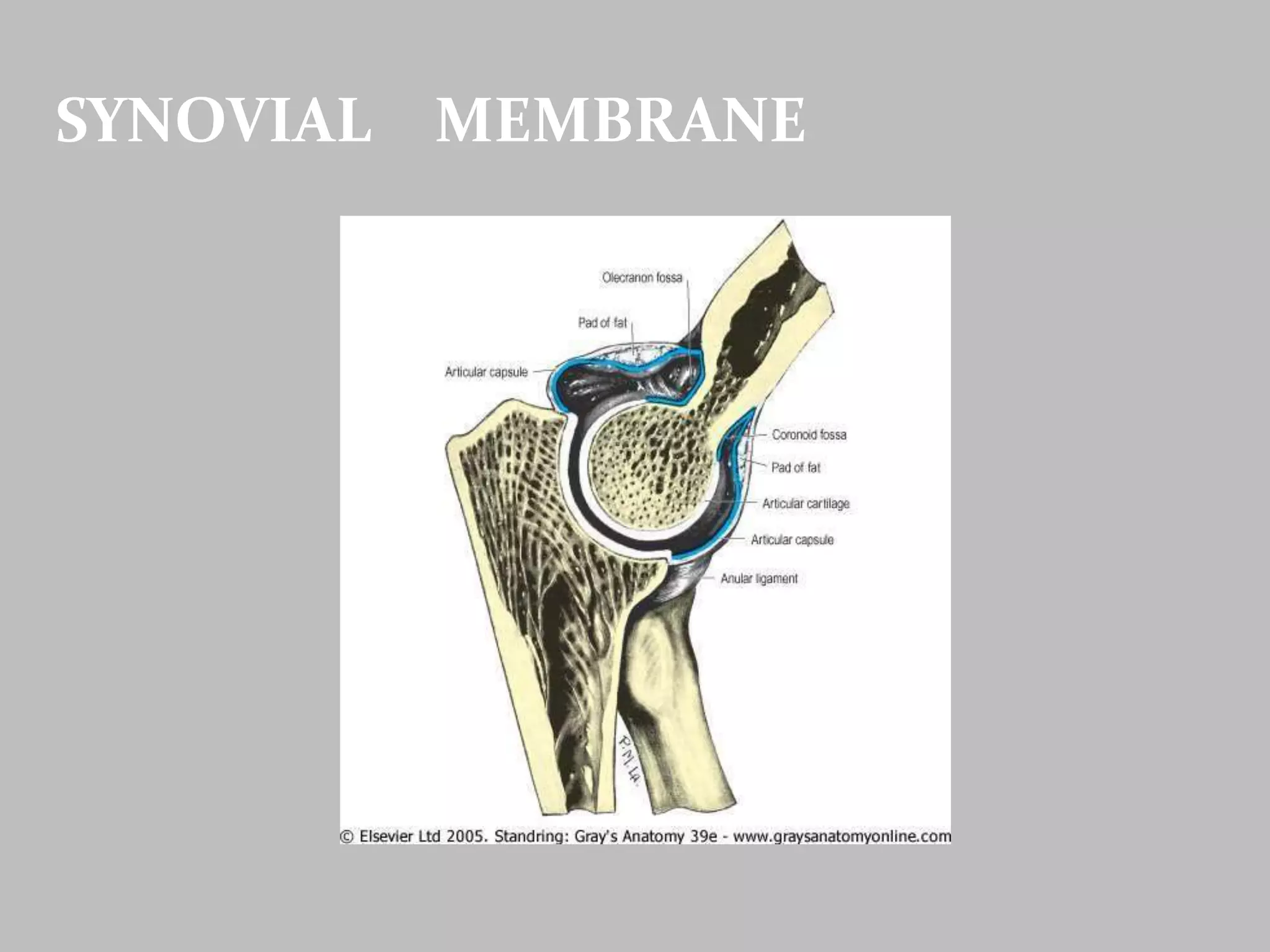 SYNOVIAL MEMBRANE
 