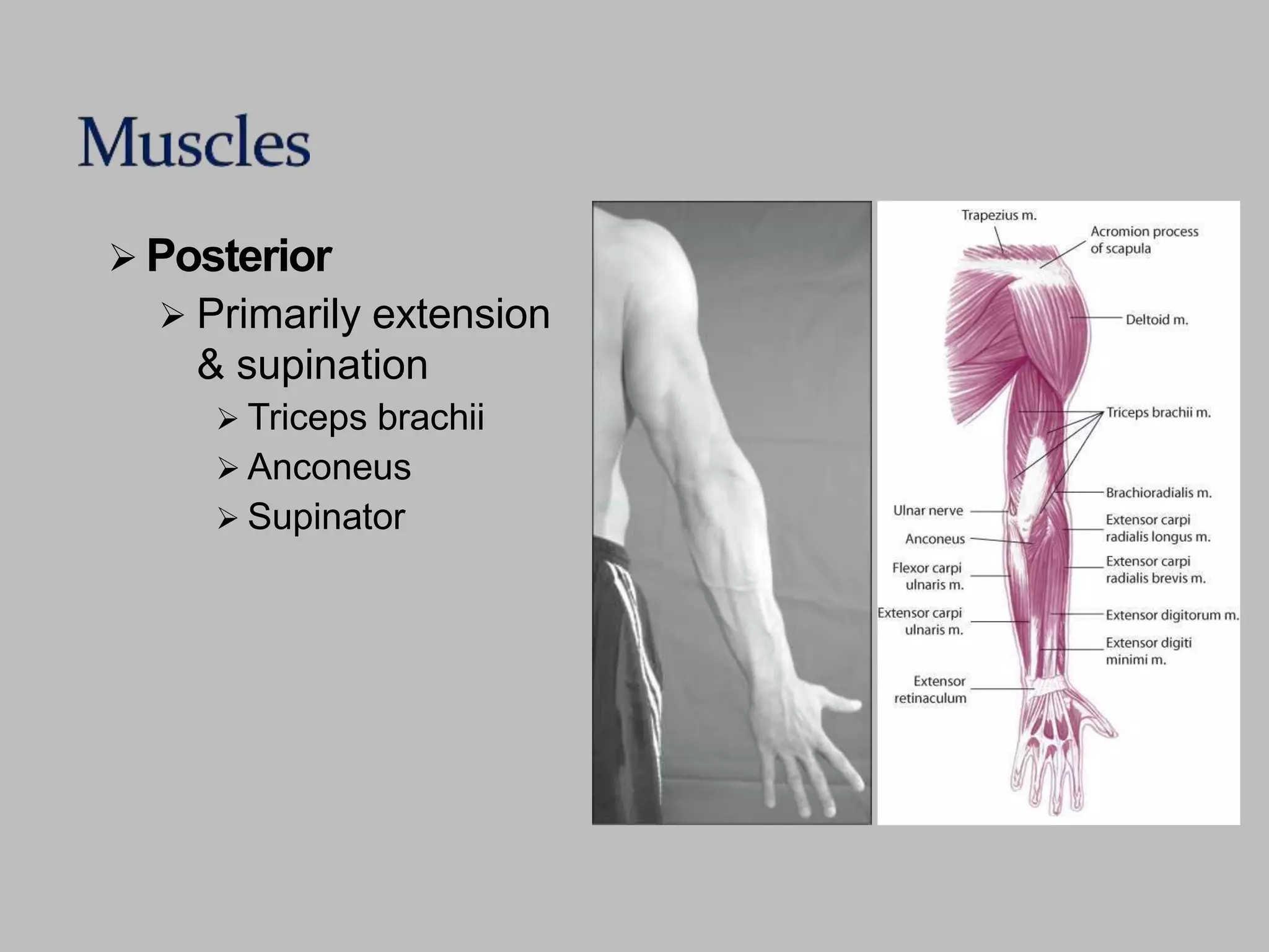  Posterior
 Primarily extension
& supination
 Triceps brachii
 Anconeus
 Supinator
 