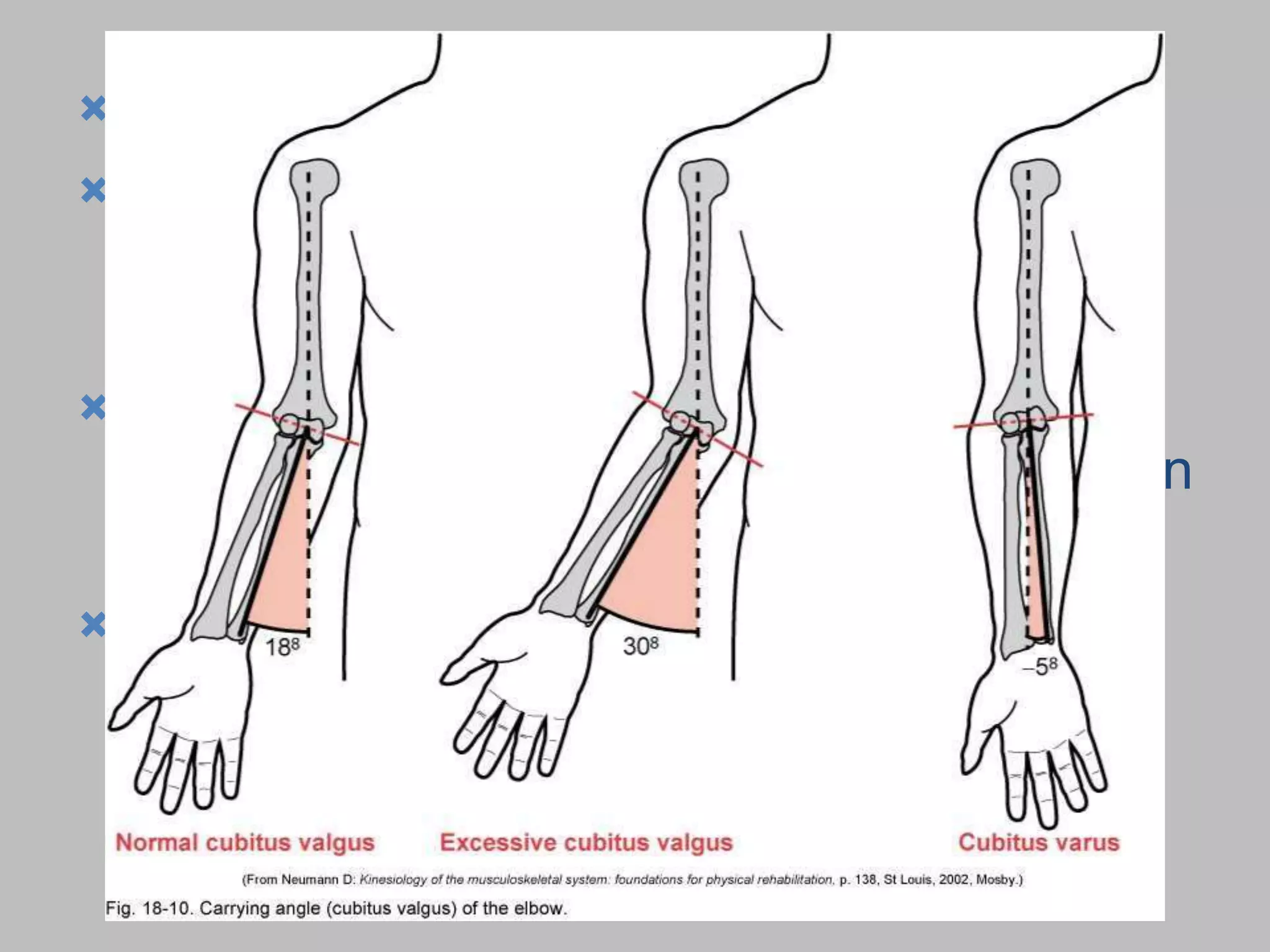 n
 Carry Angle of the Elbow
 The angle between the long axes of the
humerus and the ulna when the arm is in
an anatomical position
 This is called this because it allows the
forearm to angle away from the body whe
a load is carried in the hand
 Carrying angle is generally greater in
females than in males
 