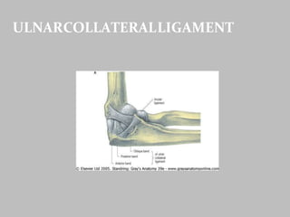 ULNARCOLLATERALLIGAMENT
 