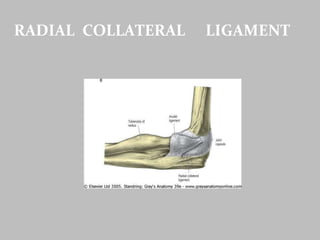 RADIAL COLLATERAL LIGAMENT
 