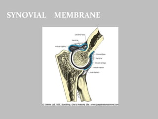 SYNOVIAL MEMBRANE
 