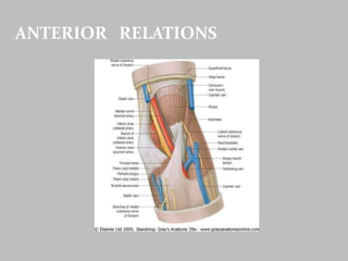 ANTERIOR RELATIONS
 