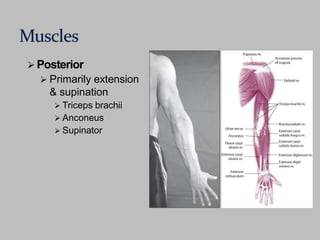  Posterior
 Primarily extension
& supination
 Triceps brachii
 Anconeus
 Supinator
 