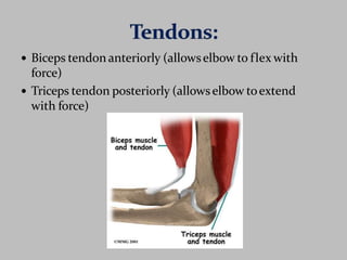  Biceps tendon anteriorly (allowselbow to flex with
force)
 Triceps tendon posteriorly (allowselbow toextend
with force)
 