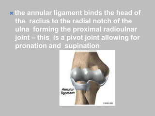  the annular ligament binds the head of
the radius to the radial notch of the
ulna forming the proximal radioulnar
joint – this is a pivot joint allowing for
pronation and supination
 