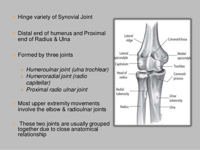 Elbow Joint With Applied Anatomy