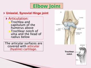 elbow joint. anatomy - detailed explanation | PPTX