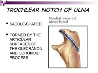 ELBOW JOINT and SUPERIOR AND INFERIOR RADIO ULNAR JOINT | PPT