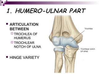 ELBOW JOINT and SUPERIOR AND INFERIOR RADIO ULNAR JOINT | PPT