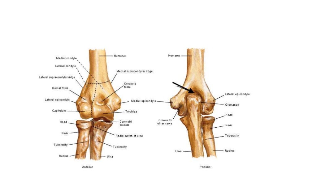 Elbow joint anatomy and examination