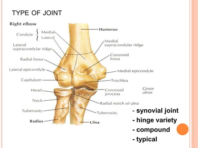 Elbow joint and radio-ulnar joints (1).pptx