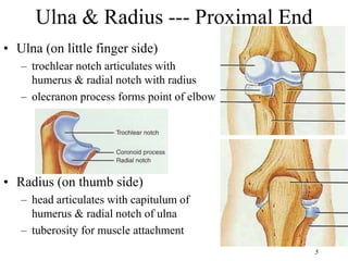 Elbow_Lecture 4.ppt