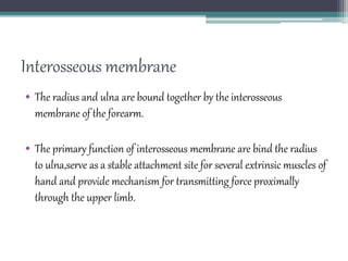 Interosseous membrane
• The radius and ulna are bound together by the interosseous
membrane of the forearm.
• The primary function of interosseous membrane are bind the radius
to ulna,serve as a stable attachment site for several extrinsic muscles of
hand and provide mechanism for transmitting force proximally
through the upper limb.
 