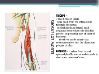 ELBOW
EXTENSORS
TRICEPS –
Three heads of origin-
long head-from the infraglenoid
tubercle of scapula
medial head and lateral head –
originate from either side of radial
groove on posterior part of shaft of
humerus.
the three heads insert via a
common tendon into the olecranon
process of ulna.
ANCONEUS –It arises from lateral
epicondyle of humerus and extends to
olecranon process of ulna.
 