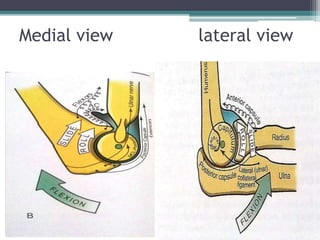 Medial view lateral view
 