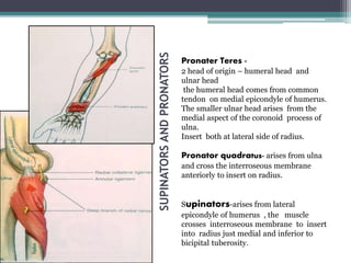 SUPINATORS
AND
PRONATORS
Pronater Teres -
2 head of origin – humeral head and
ulnar head
the humeral head comes from common
tendon on medial epicondyle of humerus.
The smaller ulnar head arises from the
medial aspect of the coronoid process of
ulna.
Insert both at lateral side of radius.
Pronator quadratus- arises from ulna
and cross the interroseous membrane
anteriorly to insert on radius.
Supinators-arises from lateral
epicondyle of humerus , the muscle
crosses interroseous membrane to insert
into radius just medial and inferior to
bicipital tuberosity.
 