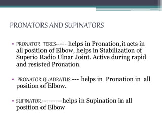 PRONATORS AND SUPINATORS
• PRONATOR TERES----- helps in Pronation,it acts in
all position of Elbow, helps in Stabilization of
Superio Radio Ulnar Joint. Active during rapid
and resisted Pronation.
• PRONATOR QUADRATUS---- helps in Pronation in all
position of Elbow.
• SUPINATOR---------helps in Supination in all
position of Elbow
 