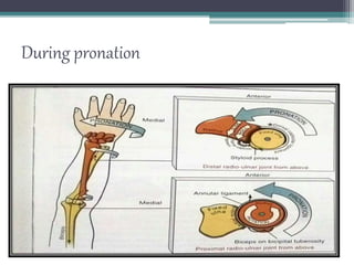 During pronation
 