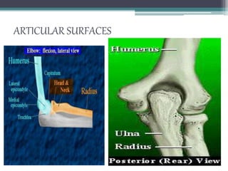 ARTICULAR SURFACES
 