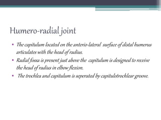 Humero-radial joint
• The capitulum located on the anterio-lateral surface of distal humerus
articulates with the head of radius.
• Radial fossa is present just above the capitulum is designed to receive
the head of radius in elbow flexion.
• The trochlea and capitulum is seperated by capitulotrochlear groove.
 