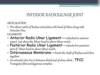 INFERIOR RADIOULNAR JOINT
ARTICULATION
• The Ulnar notch of Radius articulates with head of Ulna along with
Articular Disc.
LIGAMENTS
• Anterior Radio Ulnar Ligament----attached to anterior
aspect just above the Ulnar head to above Ulnar notch.
• Posterior Radio Ulnar Ligament---attached to posterior
part of Ulnar head to above Ulnar notch.
• Interosseous Membrane---binds the shaft of Radius and Ulna
together.
• An articular disc lies in between distal end of ulna called… TFCC-
Traingular fibricartilagenous complex.
 