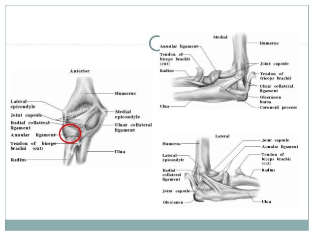 Elbow, wrist, hand ntp f12