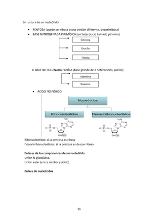 30
Estructura de un nucleótido:
• PENTOSA (puede ser ribosa o una versión diferente, desoxirribosa)
• BASE NIITROGENADA PI...