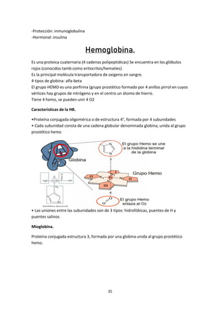 35
-Protección: inmunoglobulina
-Hormonal: insulina
Hemoglobina.
Es una proteica cuaternaria (4 cadenas polipeptidicas) Se...
