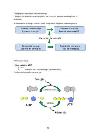 71
Todo proceso de síntesis consume energía.
Todo proceso anabólico es endergónico, pero no todo transporte endergónico es...