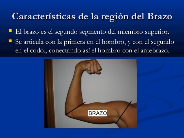 El brazo y el antebrazo