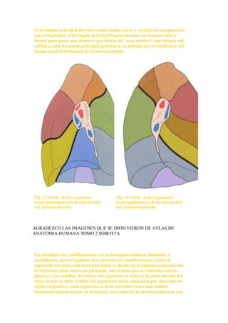 El bronquio principal derecho es más ancho, corto y vertical en comparación con el izquierdo, el bronquio principal izquierdo tiene un trayecto ínfero lateral para pasar por dentro o por detrás del  arco aórtico y por delante del esófago; cada bronquio principal penetra en su pulmón para ramificarse, así forma el árbol bronquial de forma horizontal. <br /> <br /> Fig. 13 Visión  de los segmentos broncopulmonares de la cara medial del  pulmón derecho. Fig. 14 Visión  de los segmentos broncopulmonares de la cara medial del  pulmón izquierdo.<br /> <br />AGRADEZCO LAS IMAGENES QUE SE OBTUVIERON DE ATLAS DE ANATOMIA HUMANA TOMO 2 SOBOTTA<br /> <br /> <br />En principio sus ramificaciones son en bronquios lobares, lobulares o secundarios, para el pulmón derecho son tres ramificaciones y para el izquierdo son dos; cada bronquio lobar se divide en bronquios segmentarios. El segmento tiene forma de pirámide, con la base que se relaciona con las pleuras y las costillas. El vértice del segmento se sitúa en la parte medial del tórax donde se sitúa el hilio; los segmentos están separados por una capa de tejido conjuntivo, cada segmento se debe entender como una unidad funcional compuesta por su bronquio, una rama de la arteria pulmonar con sangre venosa, así como una rama de la arteria bronquial con sangre arterial, una rama nerviosa del plexo pulmonar, un vaso linfático, una vena pulmonar con sangre arterial, que se sitúa, en el tejido conjuntivo ínter segmentario pulmonar y a nivel del hilio se  pueden apreciar sólo dos venas pulmonares en cada pulmón situados por delante del hilio y por abajo; el bronquio segmentario, en el interior del segmento se ramifica entre 20 y 25 bronquios hasta llegar a los bronquíolos terminales, cada bronquiolo terminal da origen a los bronquiolos respiratorios, cada bronquiolo respiratorio termina formando de 2 a 11 conductos alveolares; los conductos alveolares forman de 5 a 6 sacos alveolares , el saco alveolar es considerado como la unidad respiratoria, los alvéolos terminan de formarse hasta la edad de 8 años, conforman un promedio de 300 millones de alvéolos.<br /> <br />Los pulmones están formados por los siguientes segmentos; en el pulmón derecho, el lóbulo superior consta de los segmentos apical, posterior y anterior; el lóbulo medio esta formado por los segmentos lateral y medial, en el lóbulo inferior se identifican los segmentos básales: basal superior o apical, basal anterior, basal medial, basal lateral, basal posterior. En el pulmón izquierdo formado por dos lóbulos, en el lóbulo superior se aprecian los segmentos: apicoposterior (están fusionados), y anterior, el segmentos lingular superior y el lingular inferior; en el caso del lóbulo inferior izquierdo esta constituido por los segmentos: basal superior, basal anterior, basal antero medial (pueden estar fusionados), el basal lateral y el basal posterior.<br /> <br /> <br />