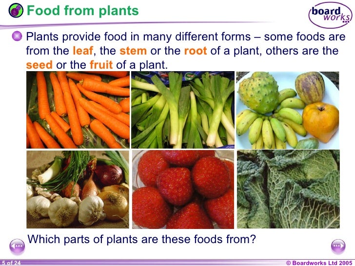 Summary On How Plants Make Food Summary On How Plants Make Food