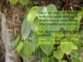 Tiene 35 años. Se dirige a
Bodh Gaia (actual Bihar, norte
de la India) y se sienta bajo un
árbol (asvatha) junto a un río.

Las tradiciones dicen que
prometió no levantarse hasta
haber logrado el pleno
desarrollo de su mente.
 