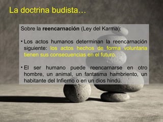 La doctrina budista…

  Sobre la reencarnación (Ley del Karma):

  • Los actos humanos determinan la reencarnación
    siguiente: los actos hechos de forma voluntaria
    tienen sus consecuencias en el futuro.

  • El ser humano puede reencarnarse en otro
    hombre, un animal, un fantasma hambriento, un
    habitante del Infierno o en un dios hindú.
 