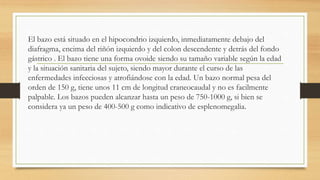 El bazo está situado en el hipocondrio izquierdo, inmediatamente debajo del
diafragma, encima del riñón izquierdo y del colon descendente y detrás del fondo
gástrico . El bazo tiene una forma ovoide siendo su tamaño variable según la edad
y la situación sanitaria del sujeto, siendo mayor durante el curso de las
enfermedades infecciosas y atrofiándose con la edad. Un bazo normal pesa del
orden de 150 g, tiene unos 11 cm de longitud craneocaudal y no es facilmente
palpable. Los bazos pueden alcanzar hasta un peso de 750-1000 g, si bien se
considera ya un peso de 400-500 g como indicativo de esplenomegalia.
 