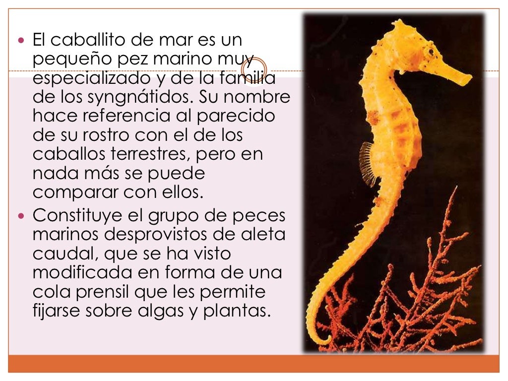 El caballito de mar El caballito de mar