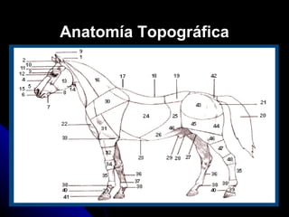 Anatomía Topográfica 