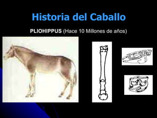 PLIOHIPPUS  (Hace 10 Millones de años) Historia del Caballo 