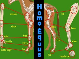 Homo-Equus 