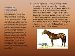 FORMAS DE
EVOLUCIONAR
• Durante el período Eoceno, al principio de la
evolución equina, Norteamérica ya estaba
habitada por antepasados del Equus caballus. En
aquel entonces el continente Americano se
encontraba conectado a Europa y Asia a través
de puentes naturales, que se mantuvieron hasta
el fin de la época glacial, aproximadamente en el
año 9,000 a.C. Estos puentes permitieron que
durante más de un millón de años, se produjeran
migraciones de especies de Equus hacia lo que
se conoce como el Viejo Mundo.
El Hyracotherium, mejor conocido
como Eohippus no se parecía casi en
nada al caballo actual en tamaño ni
características, medía en promedio 35 cm
a la cruz, pesaba unos 5.5 kilos, tenía el
dorso arqueado y en lugar de tener un
dedo protegido por un casco, tenían una
mano con planta carnosa, con 4 dedos en
las patas delanteras y 3 en las traseras,
todos ellos terminados en unas fuertes
uñas córneas (mas o menos como las
patas de los venados). Sus dientes
estaban adaptados para el consumo de
hojas tiernas de los arbustos y sus ojos
también eran diferentes, pues estaban
situados más al centro de la cabeza
impidiéndole una buena visión lateral
(que en el caballo actual sirve como
sistema defensivo), pero el Eohippus no
lo necesitaba ya que en el ambiente
selvático en el que habitaba, el camuflaje
era más efectivo para evadir a los
depredadores.
 