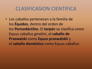 CLASIFICASION CIENTIFICA
• Los caballos pertenecen a la familia de
los Équidos, dentro del orden de
los Perisodáctilos. El tarpán se clasifica como
Equus caballus gmelini, el caballo de
Przewalski como Equus przewalskii y
el caballo doméstico como Equus caballus.
 