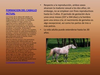 FORMACION DEL CABALLO
ACTUAL
• Respecto a la reproducción, ambos sexos
alcanzan la madurez sexual a los dos años; sin
embargo, no se emplean con fines reproductivos
hasta los 3 años. El periodo de gestación dura
unos once meses (337 a 344 días) y la hembra
pare una única cría; el nacimiento de gemelos es
algo excepcional, así como los partos de tres o
más potros.
• La vida adulta puede extenderse hasta los 30
años.
Los huesos de la cabeza del caballo son
largos y los de la cara tienen el doble de
longitud que los del cráneo. La mandíbula
inferior también es larga y posee una
superficie ancha y aplanada en la parte
inferior de la zona posterior. La columna
vertebral está compuesta por las siguientes
vértebras: 7 cervicales, 18 dorsales o
torácicas, 6 lumbares, 5 sacras y 15 caudales.
Los machos tienen en cada hemimandíbula 3
incisivos, 1 canino, 4 premolares y 3 molares;
las hembras no tienen caninos. Los incisivos,
que utiliza para cortar la hierba, crecen
formando un semicírculo.
Entre los dientes caninos y los premolares
hay un espacio bien diferenciado que se
denomina diastema; en este hueco es donde
se encaja el bocado para dirigir al caballo
cuando se le monta. Todos los dientes se
caracterizan por tener unas coronas muy
altas y unas raíces pequeñas en comparación.
El estómago del caballo es simple y la
fermentación de la celulosa del alimento
tiene lugar en el ciego, análogo al apéndice
de los seres humanos; está situado en el
punto de unión del intestino grueso y el
delgado, y en un caballo grande puede tener
una capacidad de unos 38 litros.
C:UsersEstudianteDesktophistoria.htm
 